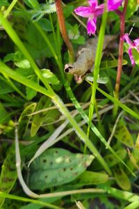<i>Orchis mascula</i>