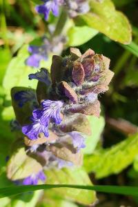 <i>Ajuga reptans</i>