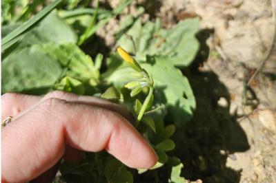 <i>Oxalis pes-caprae</i>