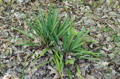 <i>Yucca</i>