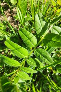 <i>Vicia sepium</i>