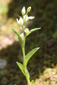 <i>Cephalanthera damasonium</i>