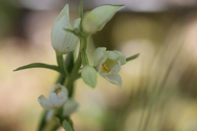 <i>Cephalanthera damasonium</i>