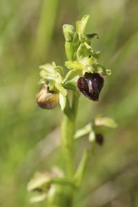<i>Ophrys aranifera</i>