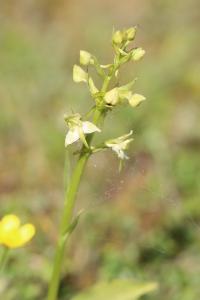 <i>Platanthera chlorantha</i>