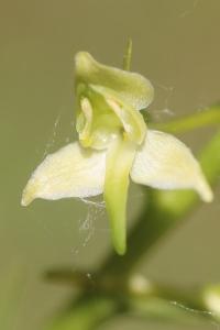 <i>Platanthera chlorantha</i>