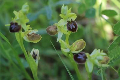 <i>Ophrys aranifera</i>