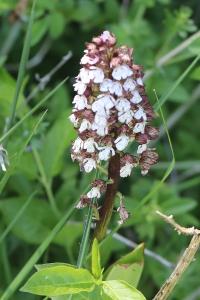 <i>Orchis purpurea</i>