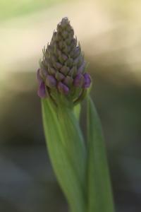 <i>Anacamptis pyramidalis</i>