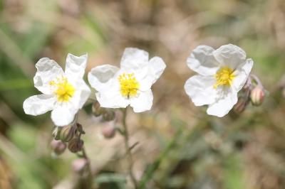 <i>Helianthemum apenninum</i>