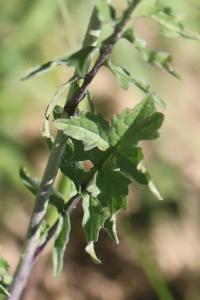<i>Sisymbrium officinale</i>