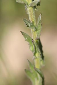 <i>Lepidium campestre</i>