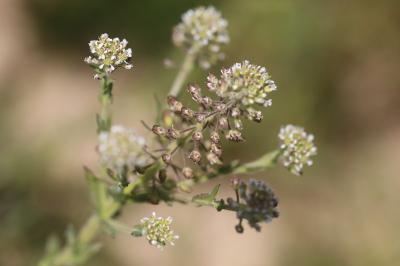 <i>Lepidium campestre</i>
