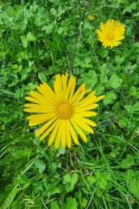 <i>Doronicum plantagineum</i>