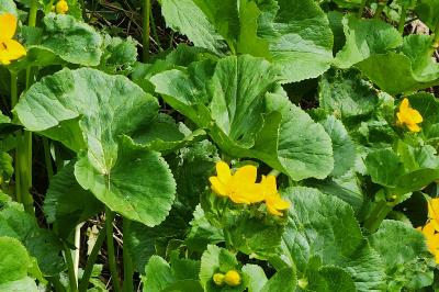 <i>Caltha palustris</i>
