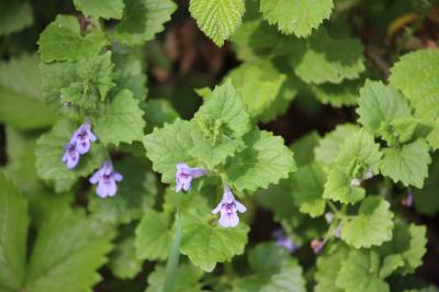 <i>Glechoma hederacea</i>