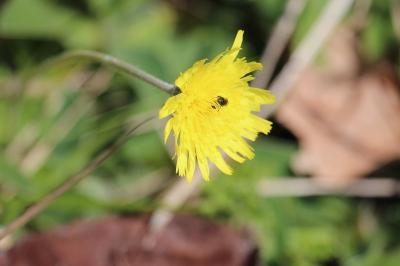 <i>Pilosella officinarum</i>