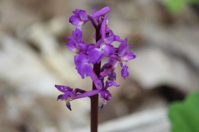 <i>Orchis mascula</i>