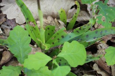 <i>Orchis mascula</i>