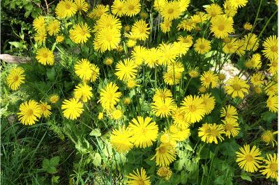 <i>Doronicum plantagineum</i>
