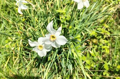 <i>Narcissus poeticus</i>