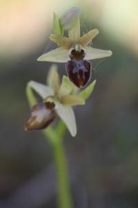 <i>Ophrys aranifera</i>