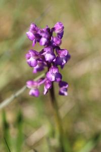 <i>Anacamptis morio</i>