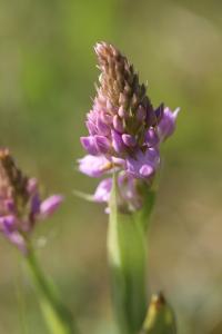 <i>Anacamptis pyramidalis</i>