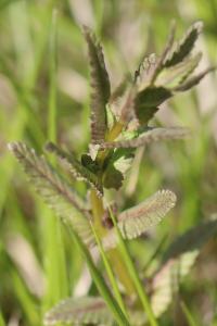<i>Rhinanthus minor</i>