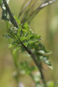 <i>Sisymbrium officinale</i>