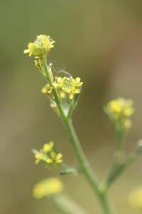 <i>Sisymbrium officinale</i>