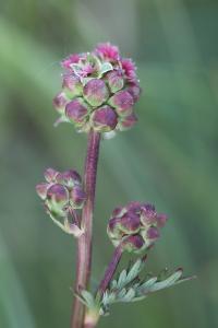 <i>Poterium sanguisorba</i>