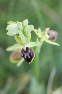 <i>Ophrys aranifera</i>