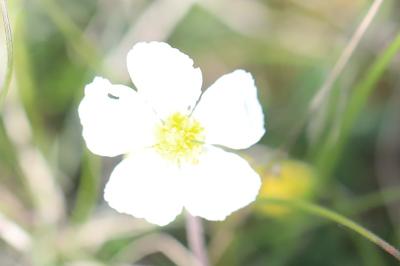 <i>Helianthemum apenninum</i>