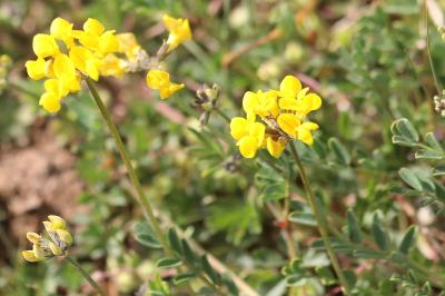<i>Hippocrepis comosa</i>