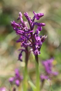 <i>Anacamptis morio</i>