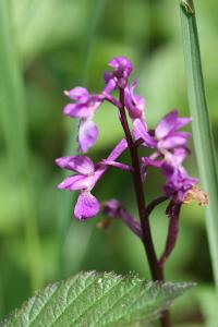 <i>Orchis mascula</i>