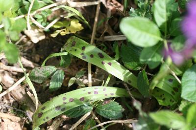 <i>Orchis mascula</i>