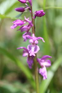 <i>Orchis mascula</i>