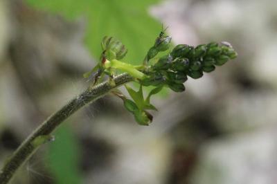 <i>Neottia ovata</i>