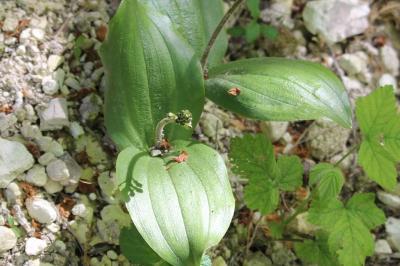 <i>Neottia ovata</i>