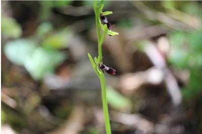 <i>Ophrys insectifera</i>