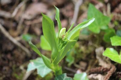 <i>Cephalanthera damasonium</i>