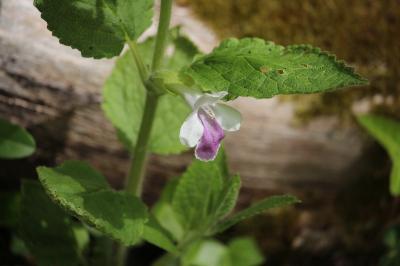 <i>Melittis melissophyllum</i>