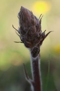 <i>Orobanche amethystea</i>