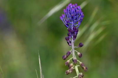 <i>Muscari comosum</i>