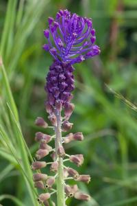 <i>Muscari comosum</i>