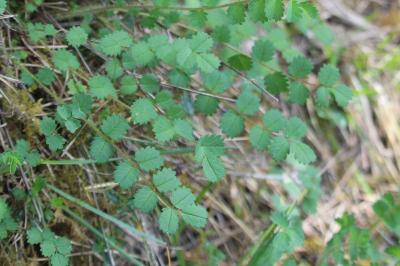 <i>Poterium sanguisorba</i>