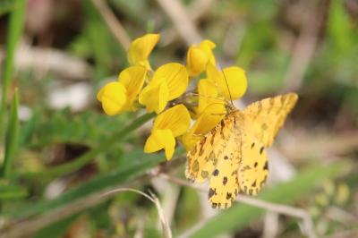 <i>Hippocrepis comosa</i>
