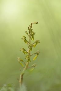 <i>Neottia ovata</i>